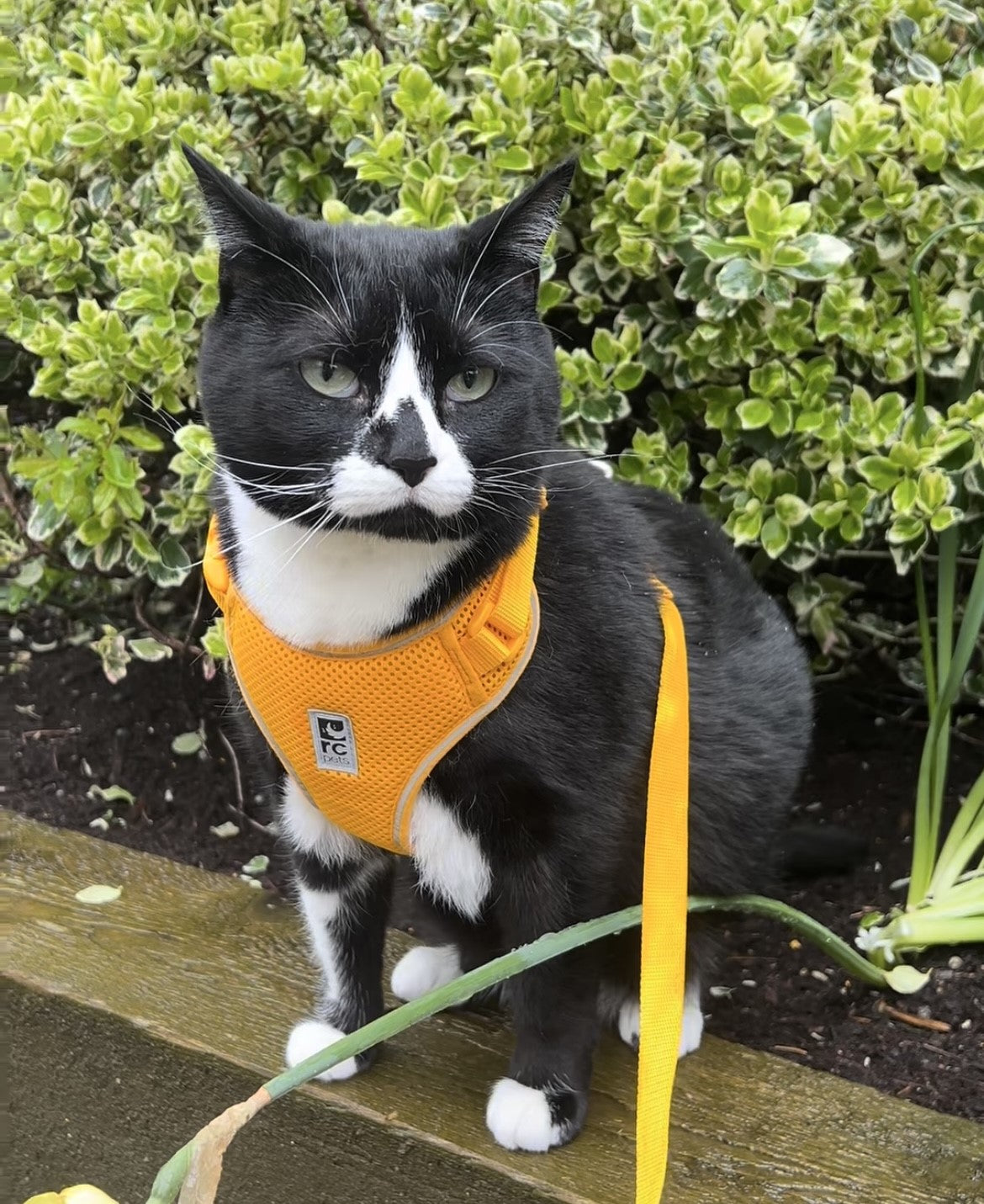 Adventure Kitty Harness – BC SPCA