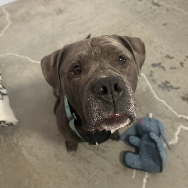 Dog Health Check