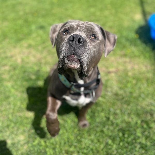 Dog Health Check