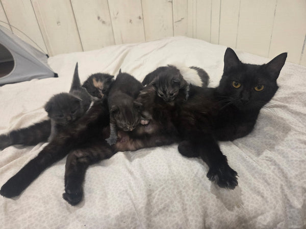 Love for a Mom