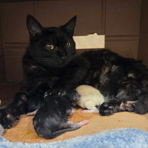 Love for a Mom