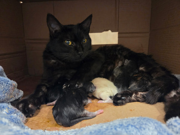 Love for a Mom