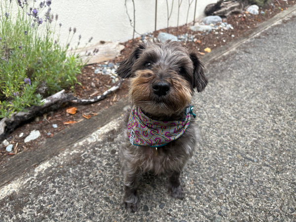 Zephyr Cooling Bandana