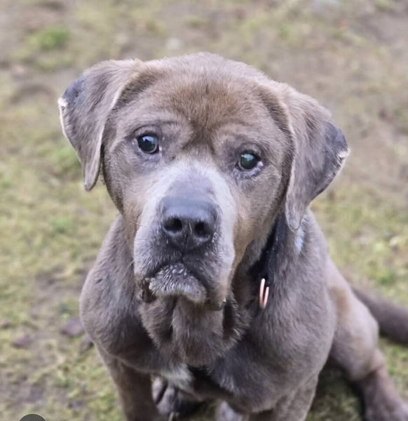 First response to cruelty complaint