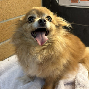Dog - 1 Day of Shelter & Love