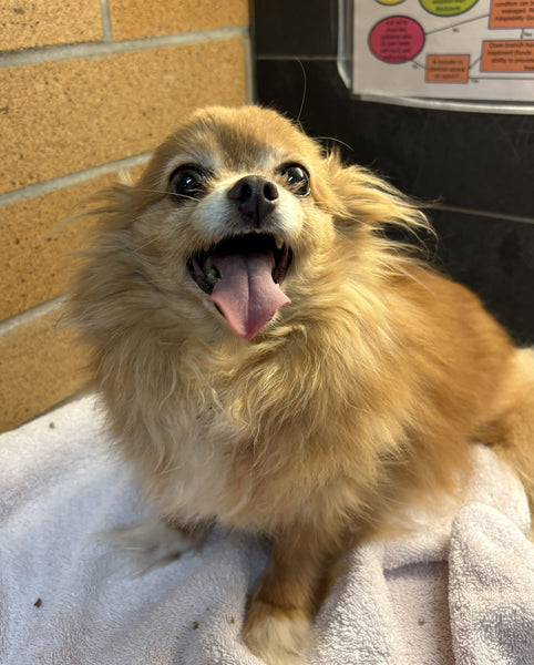 Dog - 1 Day of Shelter & Love