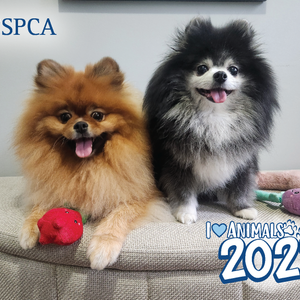 BC SPCA Calendar