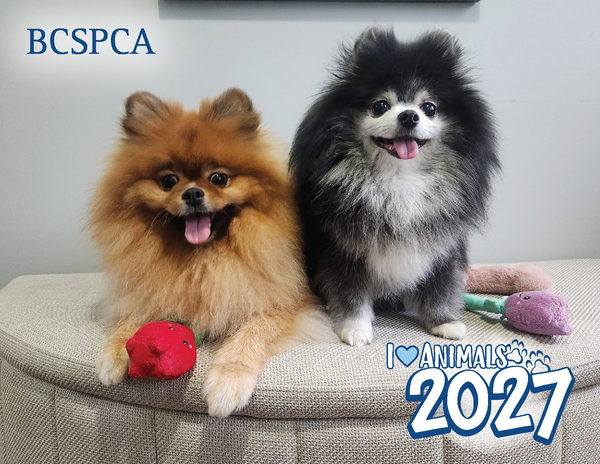 BC SPCA Calendar