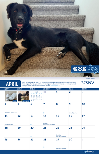 BC SPCA Calendar