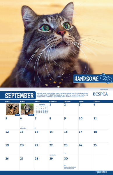 BC SPCA Calendar