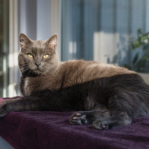 Cat Activity Space