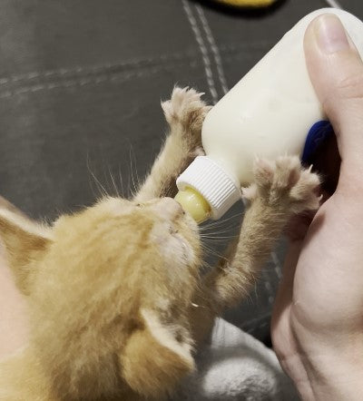 Orphan Kitten Care for a day