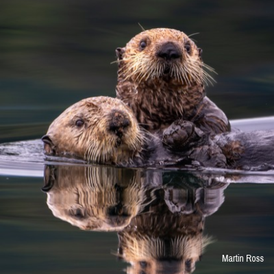 Wildlife Greeting Cards