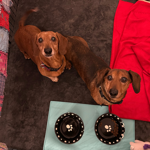 Community Support & Pet Food Banks