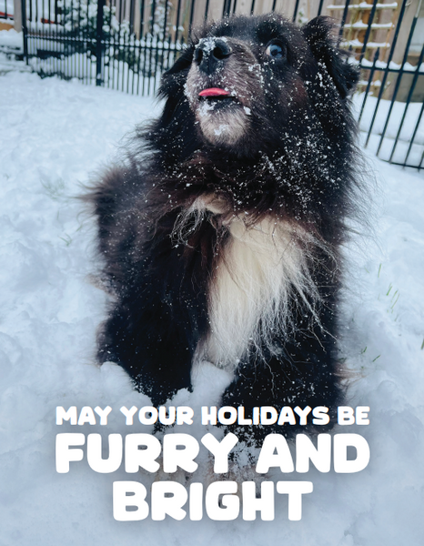Holiday Cards