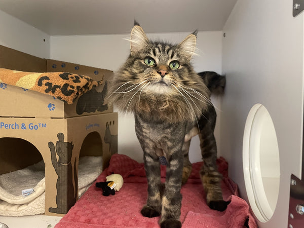 Cat - 1 Day of Shelter & Love