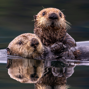 Wildlife Greeting Cards