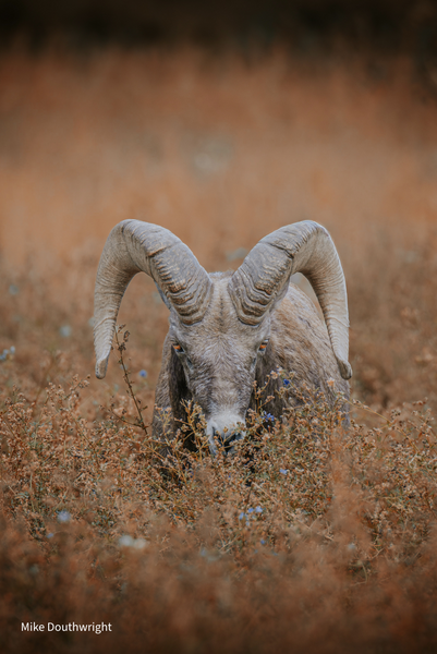 Wildlife Greeting Cards