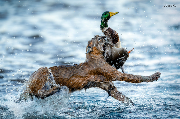 Wildlife Greeting Cards