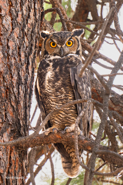 Wildlife Greeting Cards