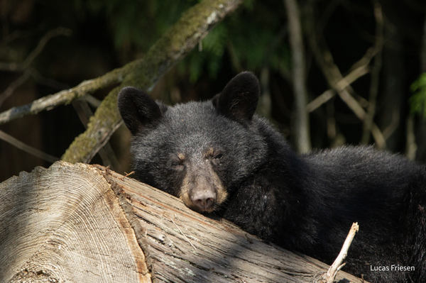 Wildlife Greeting Cards