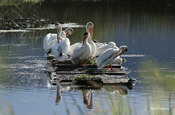 Wildlife Greeting Cards