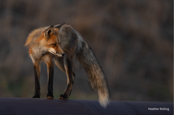 Wildlife Greeting Cards