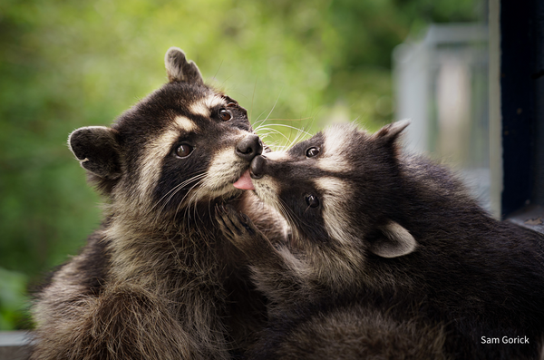Wildlife Greeting Cards