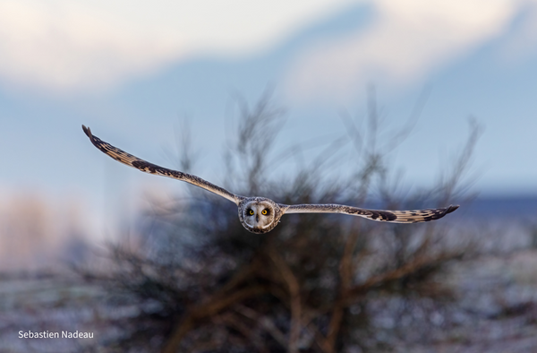 Wildlife Greeting Cards