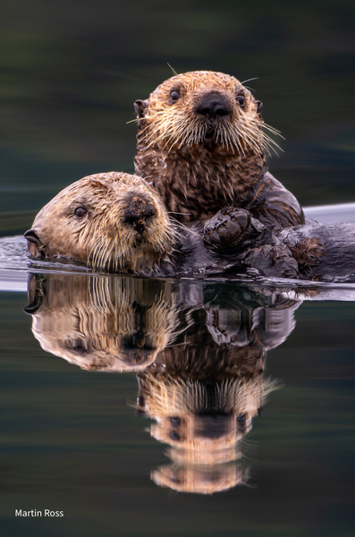 Wildlife Greeting Cards