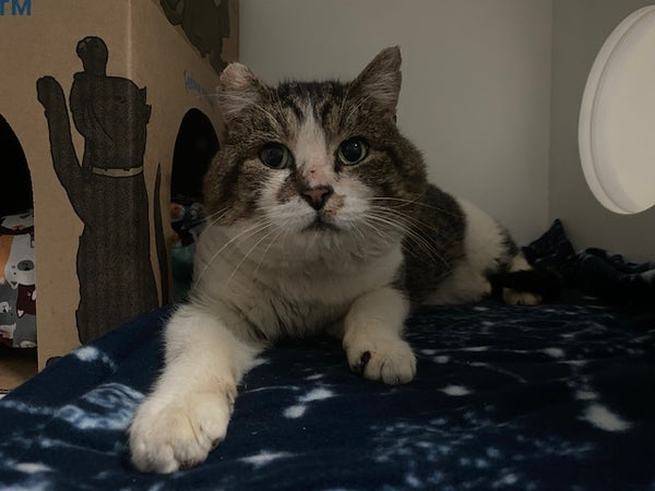 A day of care for an animal in Alberni-Clayoquot