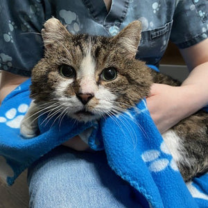 A day of care for an animal in Alberni-Clayoquot