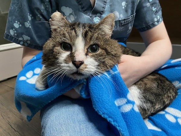 A day of care for an animal in Alberni-Clayoquot