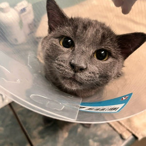 A day of care for an animal in Comox Valley
