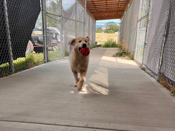Dog - 1 Day of Shelter & Love