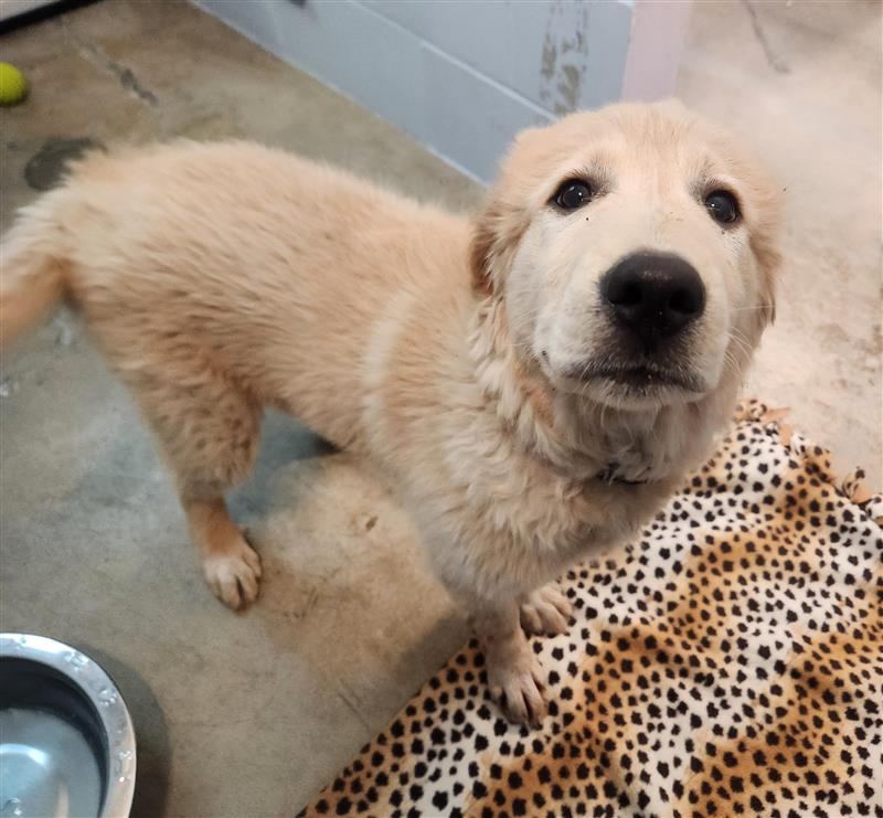 Animal Shelter Days Out With Dogs Near Me Support A Cat And Dog