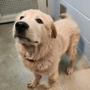 Dog - 1 Day of Shelter & Love