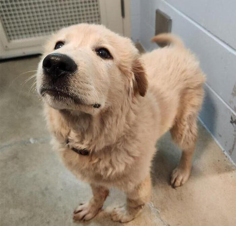 Dog - 1 Day of Shelter & Love