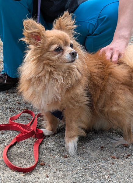Dog - 1 Day of Shelter & Love