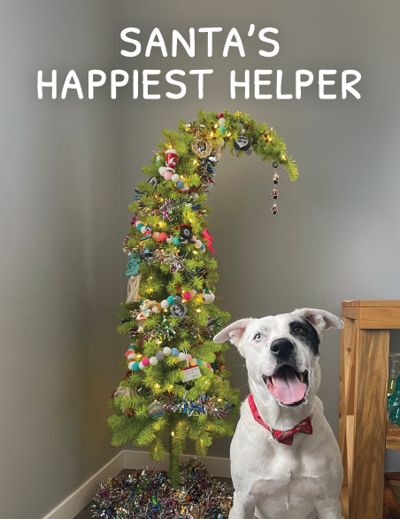 Holiday Cards
