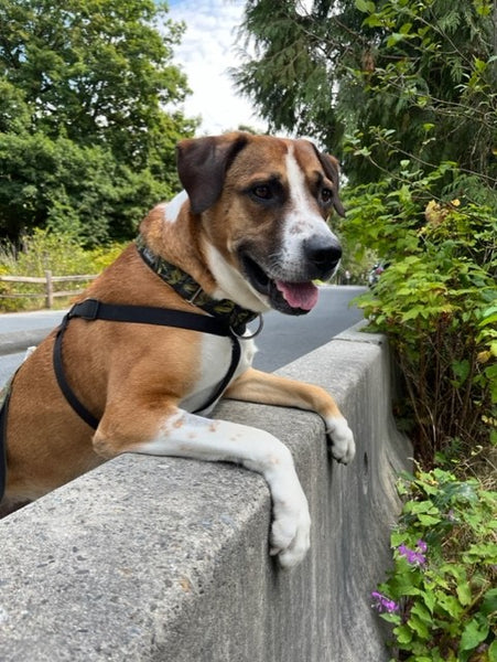 A day of care for an animal in West Vancouver