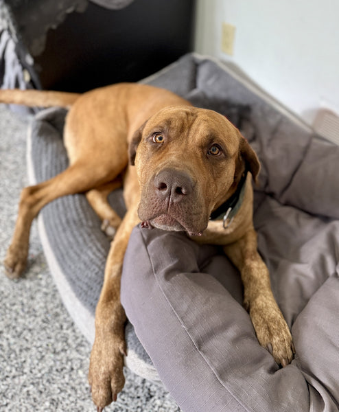 Dog - 1 Day of Shelter & Love