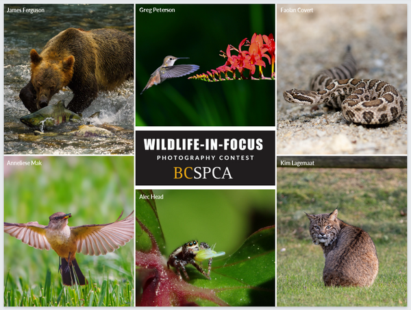 Wildlife-InFocus Tumbler