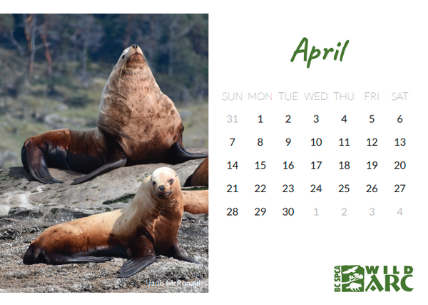 2024 Wildlife-in-Focus desktop calendar