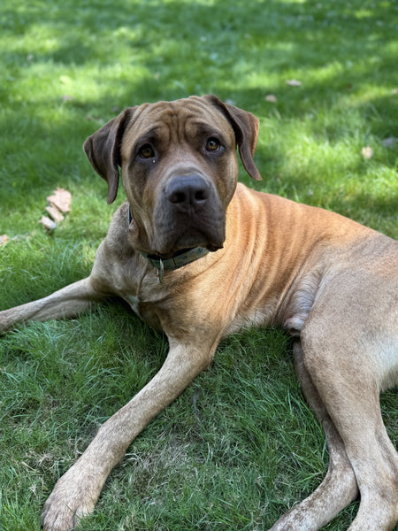 Dog - 1 Day of Shelter & Love