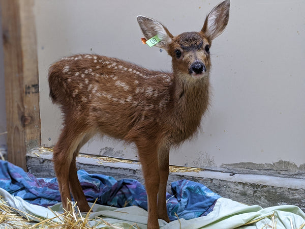 One week of care for a deer fawn