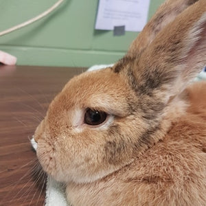 Small Animal Building - Parksville