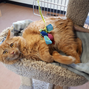Animal Intake Room - Burnaby