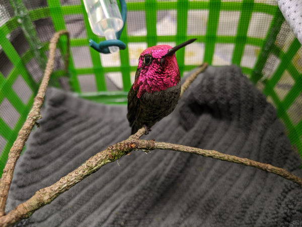 One week of hummingbird nectar