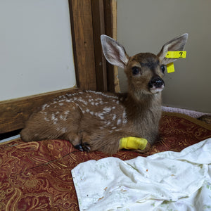 Fracture care for a deer fawn